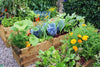 7 REASONS TO GROW YOUR OWN ORGANIC VEGETABLE GARDEN - India's Leading Genuine Supplement Retailer